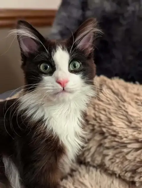 Oscar