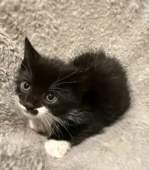 Spike-Not At The Shelter photo 2