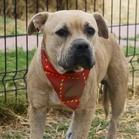 Rosie