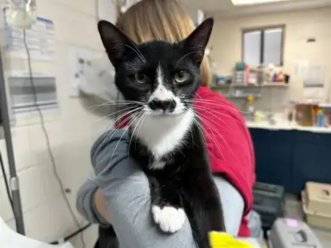 Peanut
