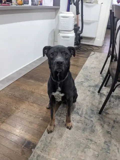 Stella