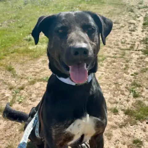 Rufus