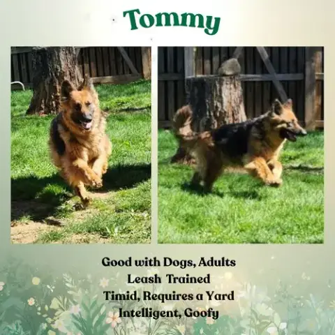 Tommy