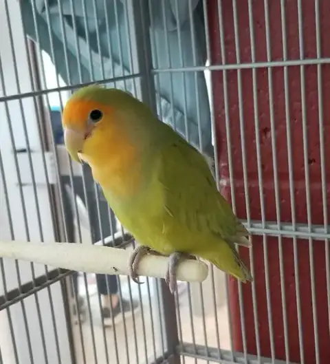Pie