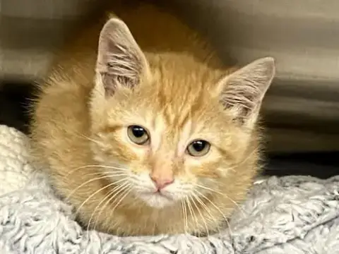 Mr. Garfield