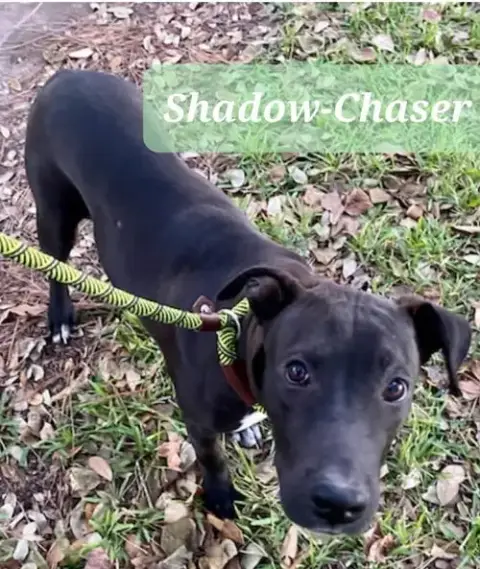 Shadow-Chaser photo 4