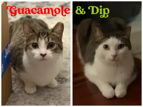 Guacamole & Dip photo 3