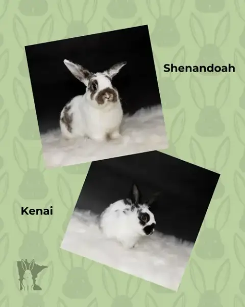 Kenai photo 5