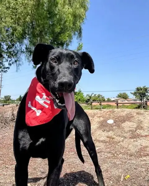 Gracie Lou photo 2