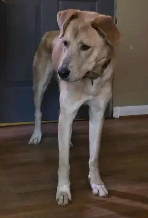 George: Not At Shelter photo 4