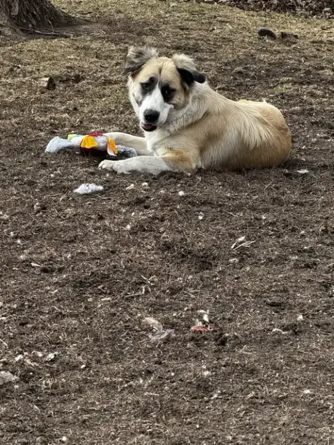 Mya