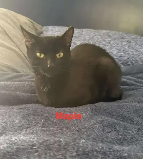 Maple photo 3