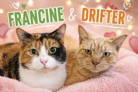 Drifter W/Francine