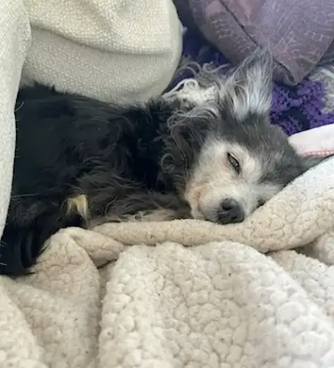 Penny photo 4