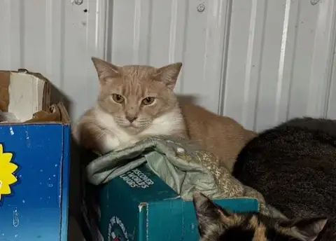 Mittens