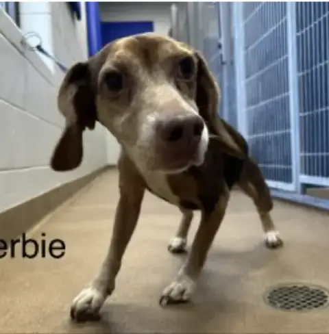 Herbie Iii photo 4