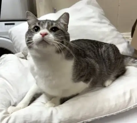 Tabitha