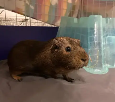 Suki