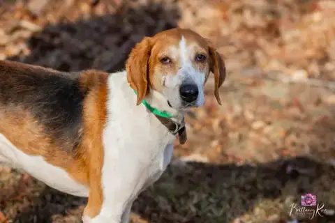 Jack In Powhatan Va photo 4