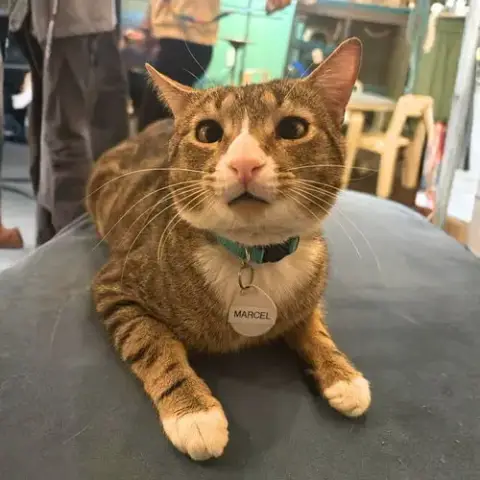 Marcel