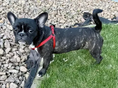 Cadbury