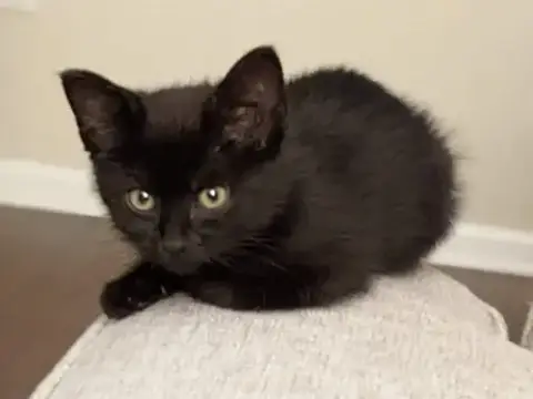 Linc