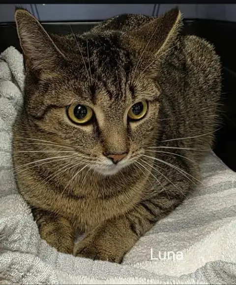 Luna photo 4