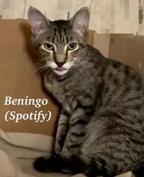 Beningo photo 2