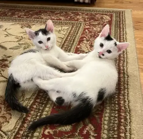 Jean'S Jon Snow Kitten photo 2