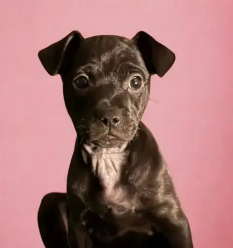 Rolly