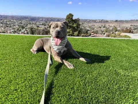 Gracie photo 2