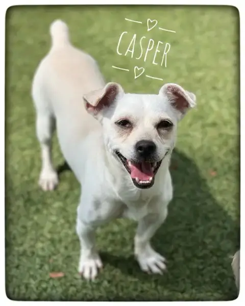 Casper photo 2