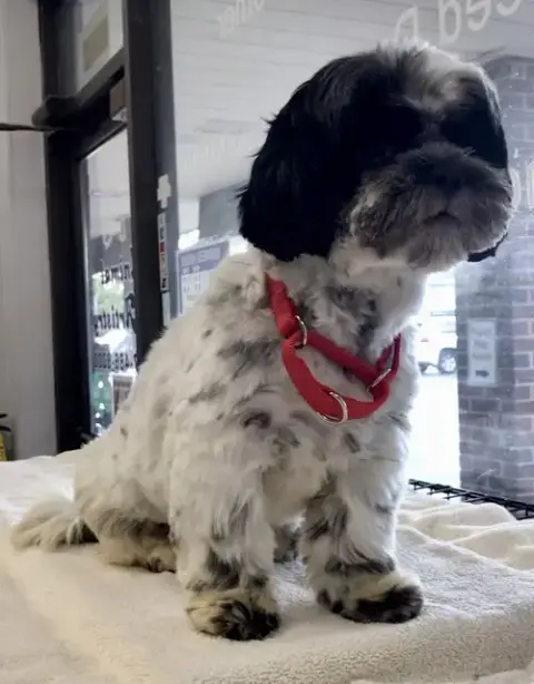Stanley