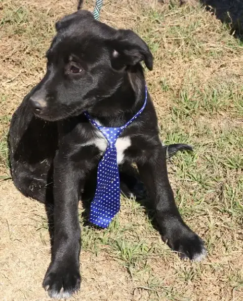Tug photo 4