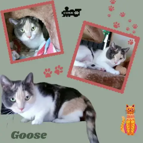 Goose