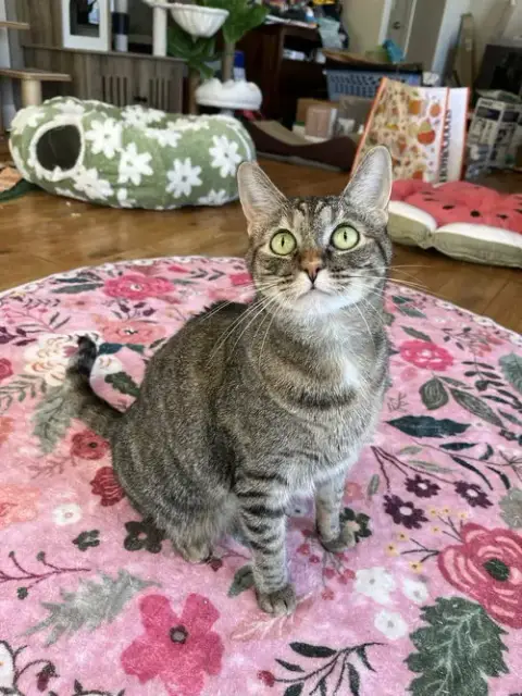 Hazel