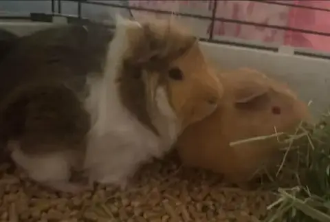 Red Baron & Oscar photo 4