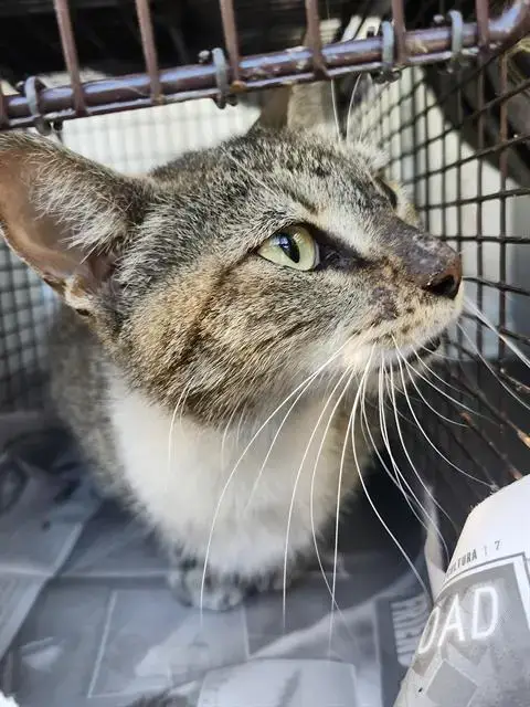 Nala