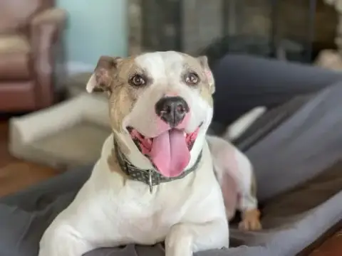 Holly