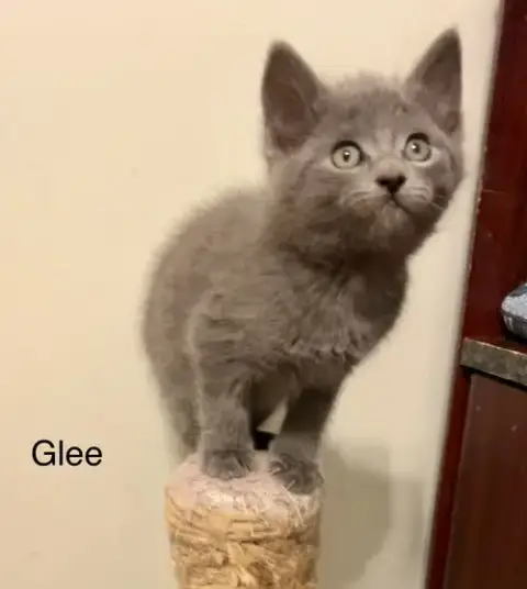 Glee