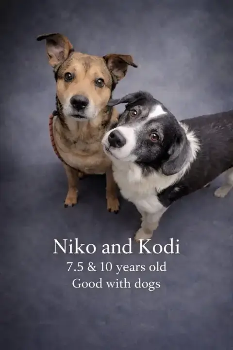 Koda And Niko photo 4