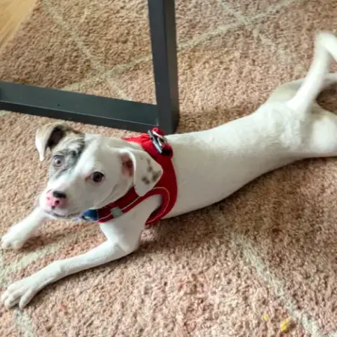 Dottie photo 4