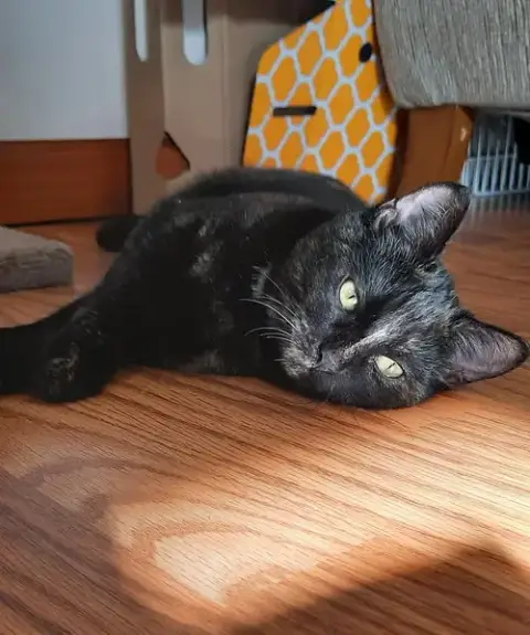 Mocha photo 5