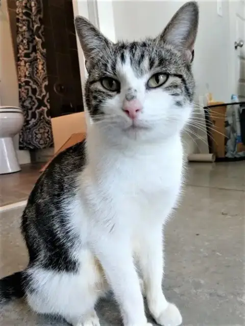 Kitten Latte- Foster Or Forever Home Needed photo 2