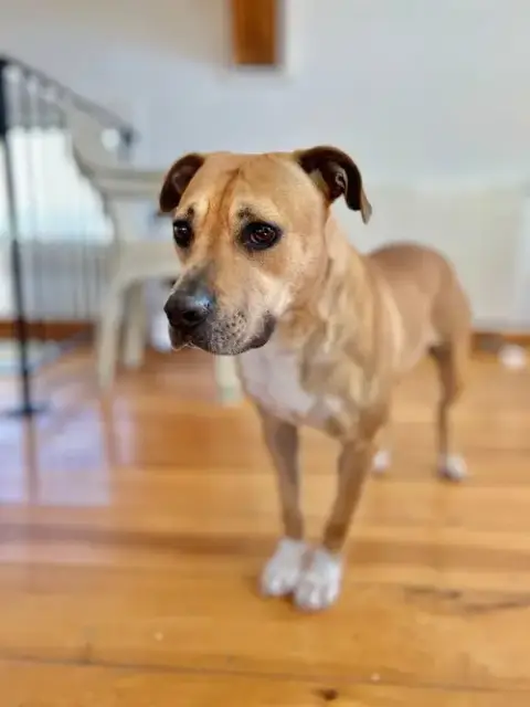 Kahlua photo 4