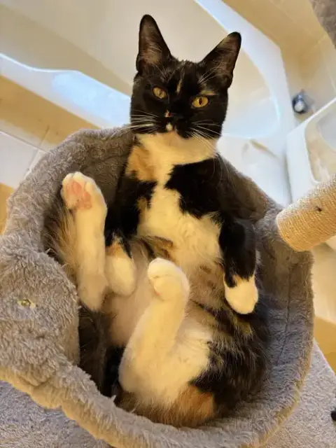 Magnolia'S Ginny Kitten