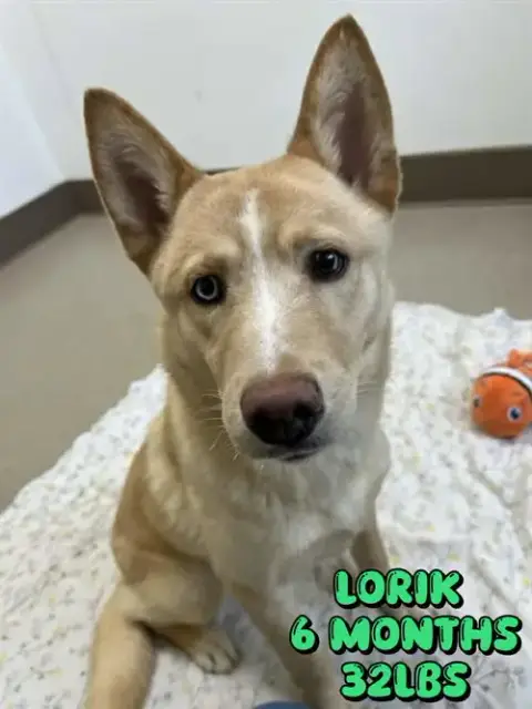 Lorik