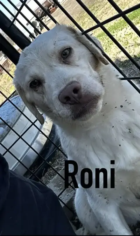 Roni photo 4