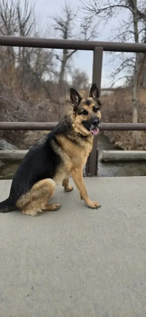 Draco