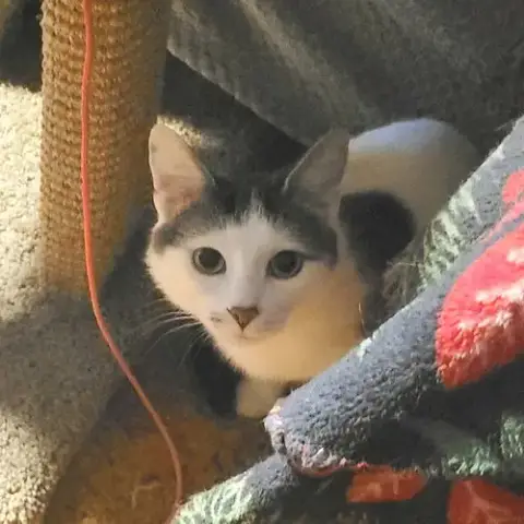 Lilly
